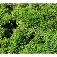 Standard Lichen, Light Green (3210)