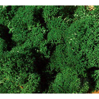 Monster Lichen, Dark Green (3231)